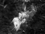 2014_open pods falling
