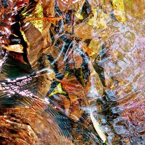 Transparent River Waters 2018