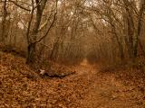 AUTUMN PATH  2009
