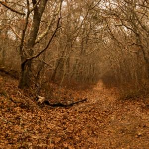 AUTUMN PATH  2009