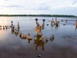 08aug20_ The Falcon's Circle